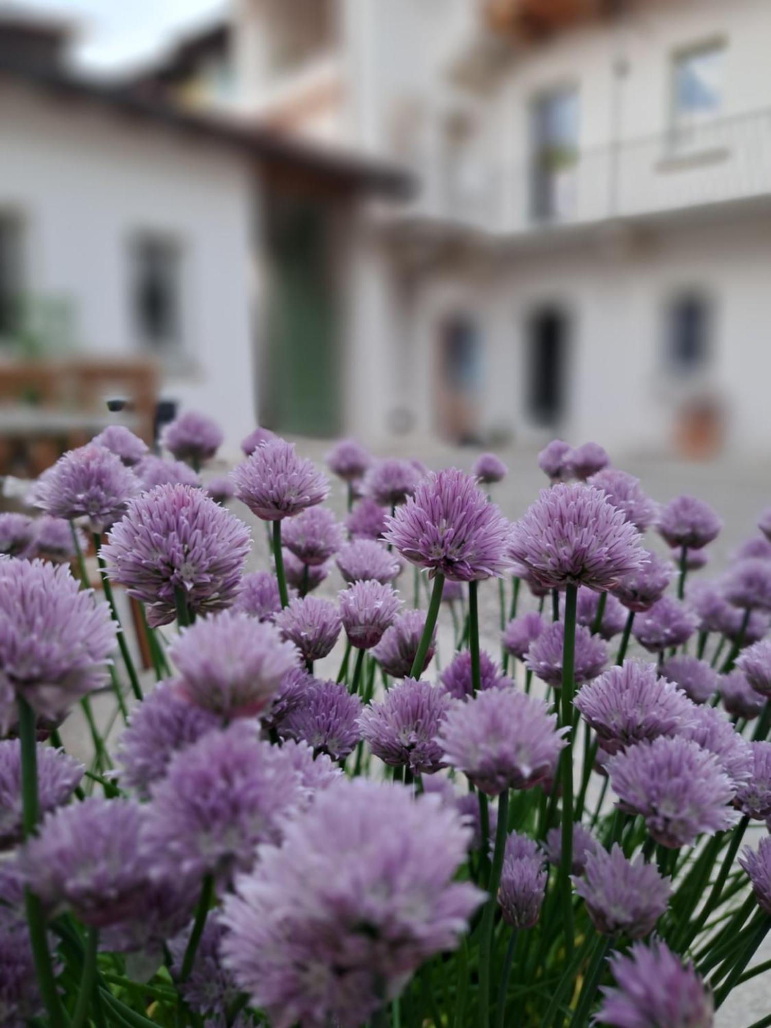 B&B Il Cortile Soriso Eksteriør billede